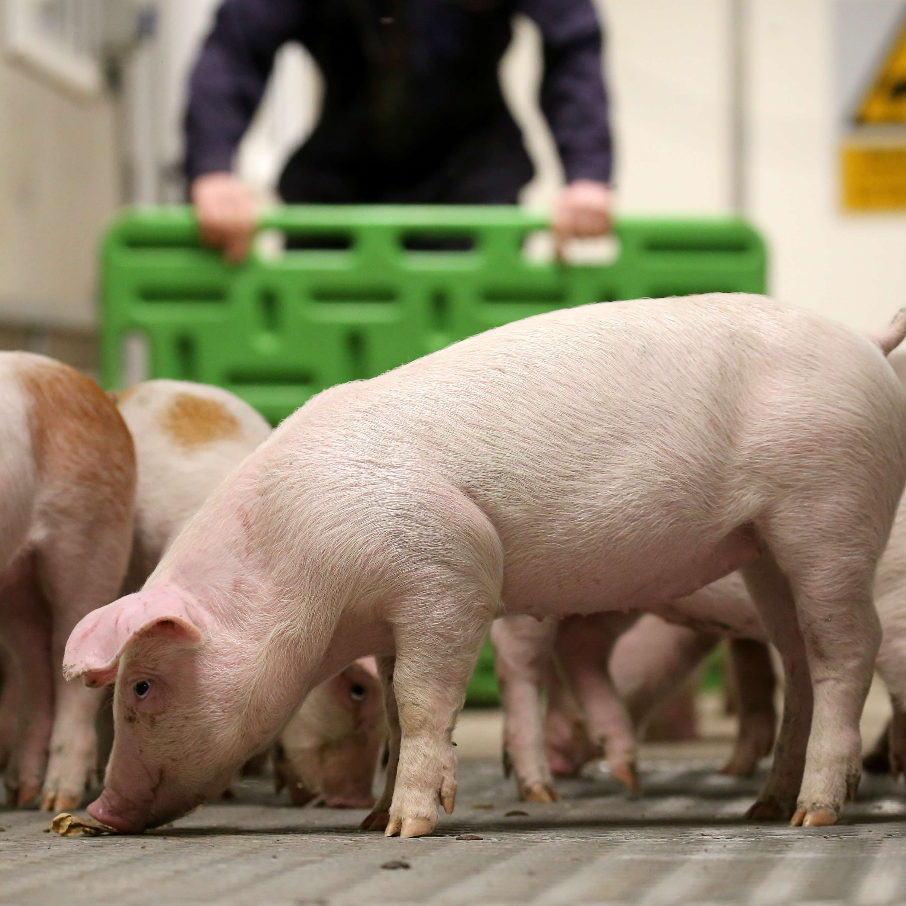 The Pig Edge