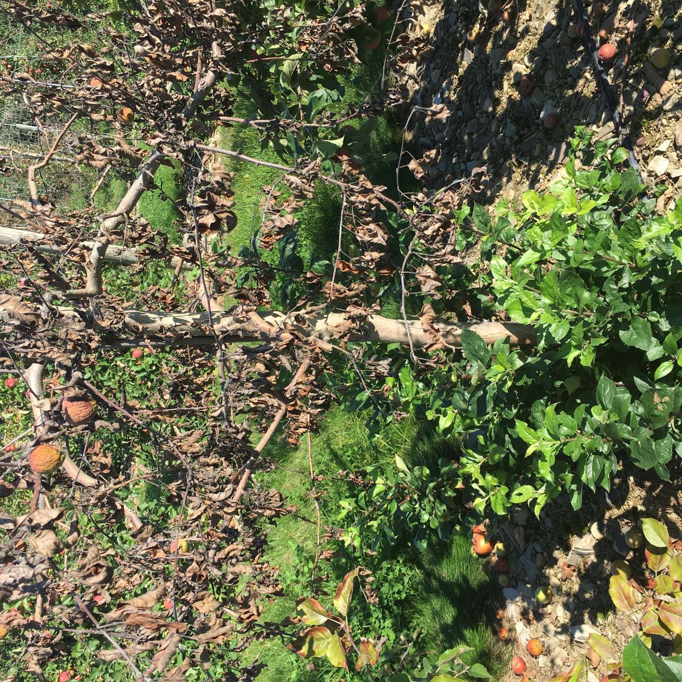 Orchard People