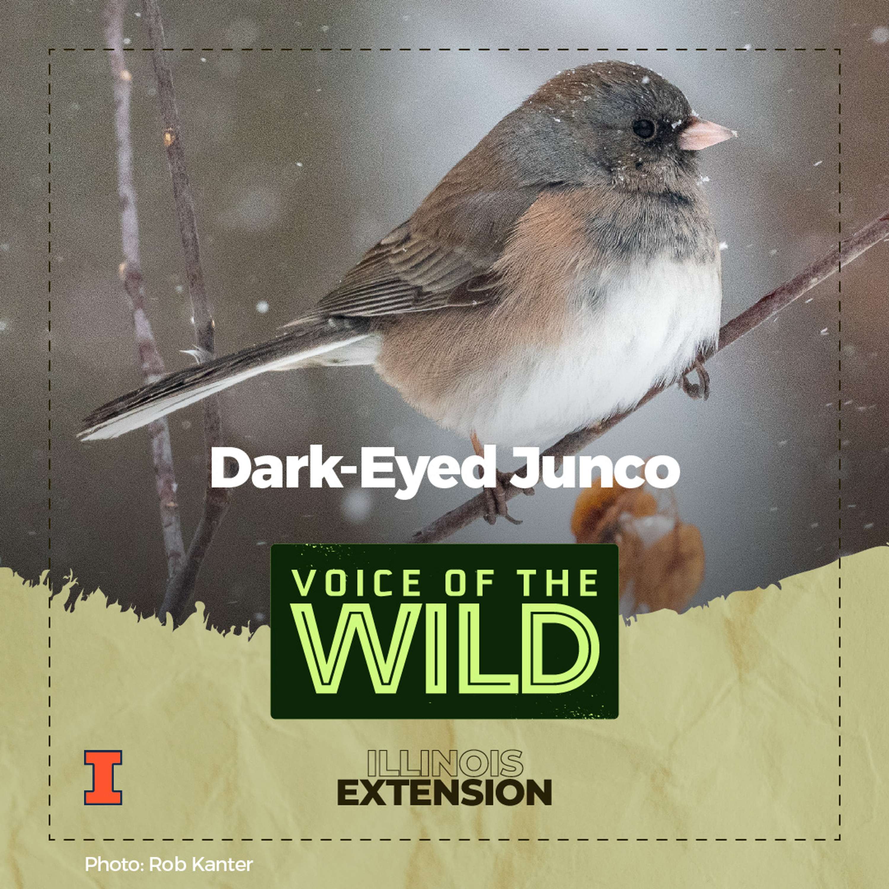 Voice of the Wild
