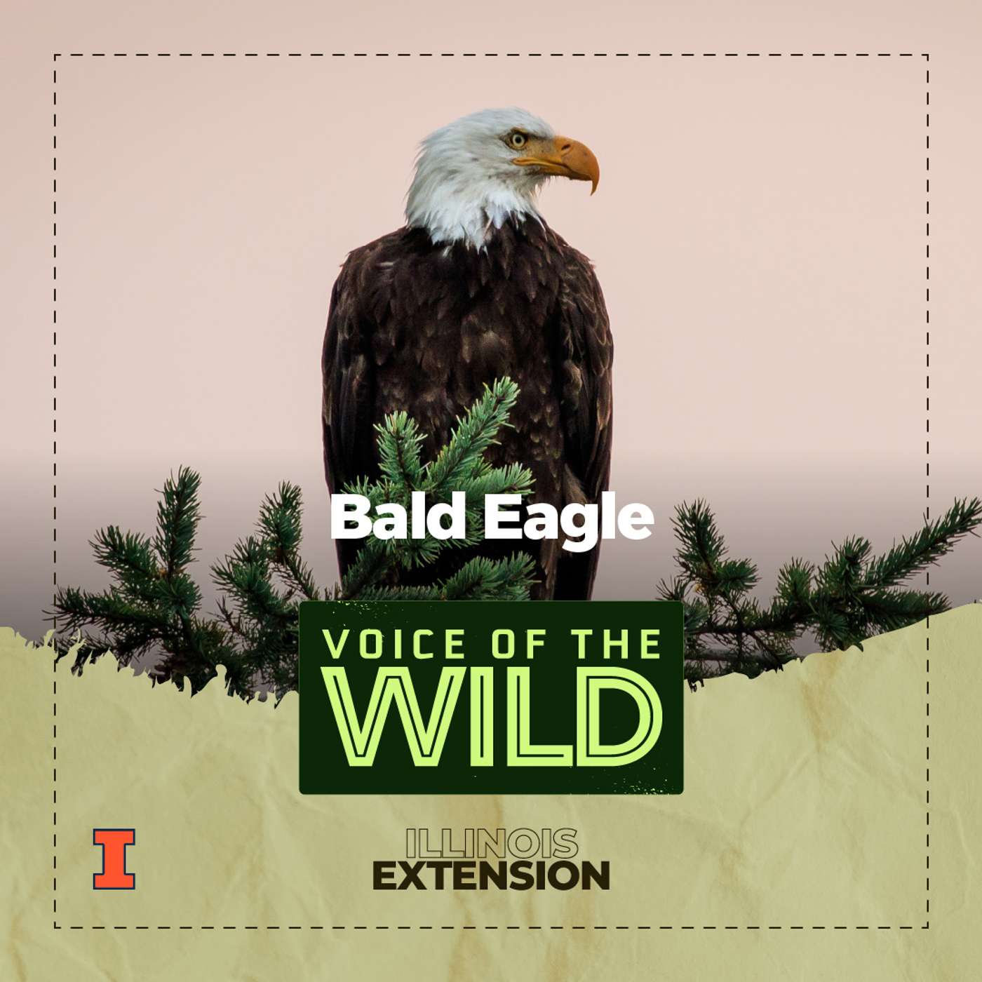 Voice of the Wild