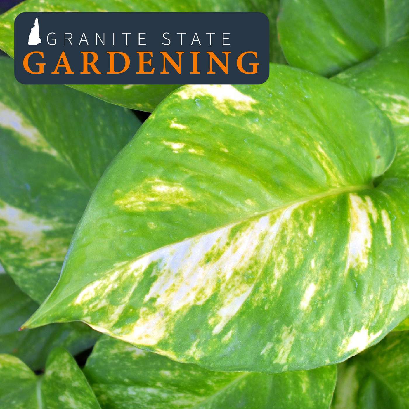 Granite State Gardening