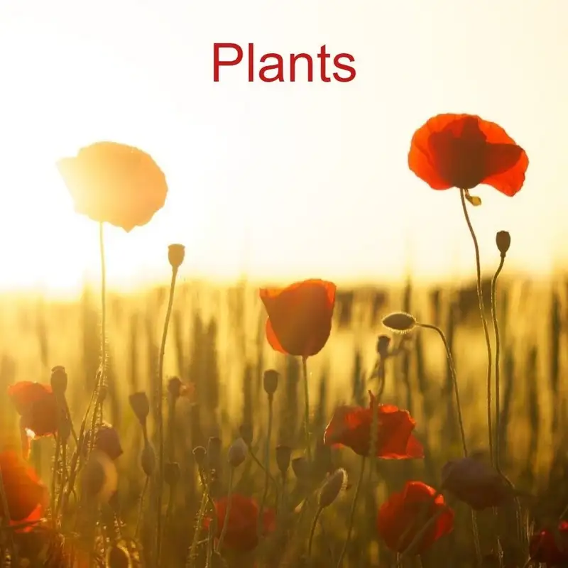 Plants