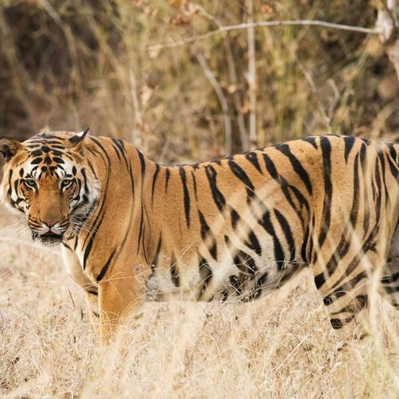 Ranthambore: Legends of the Tiger Kingdom