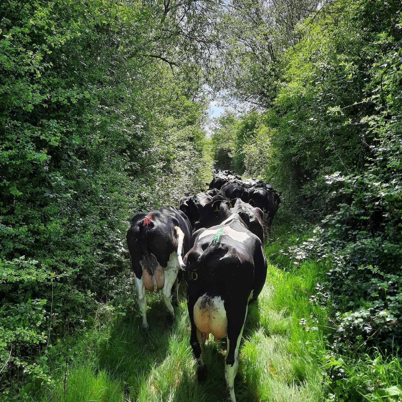 The Dairy Edge