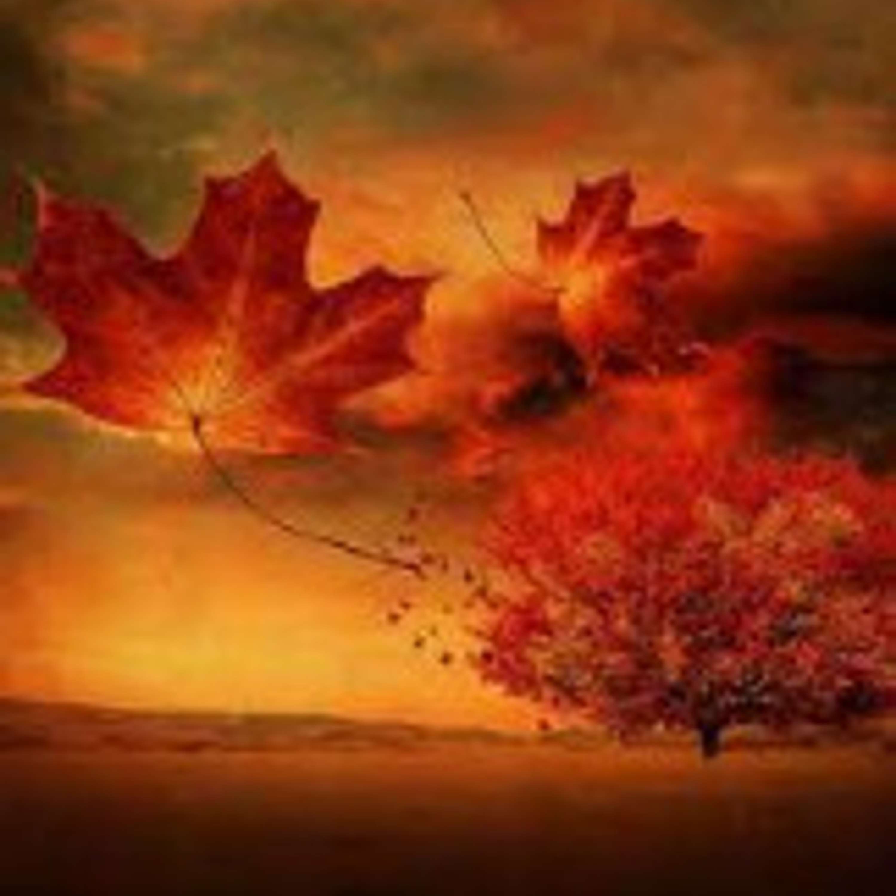 Poetry for Dorothy