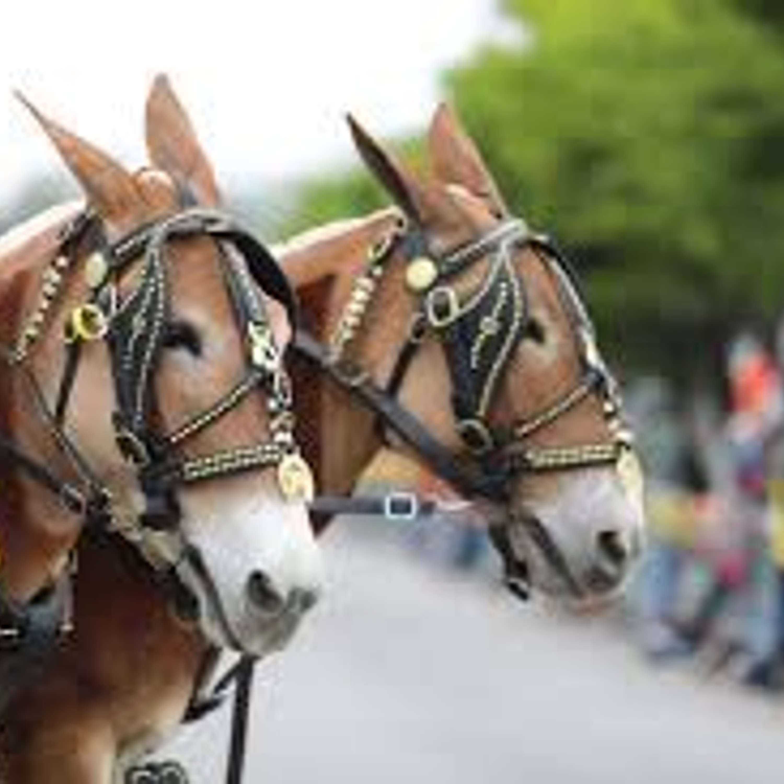 Front Porch Radio - Muleday Monday’s