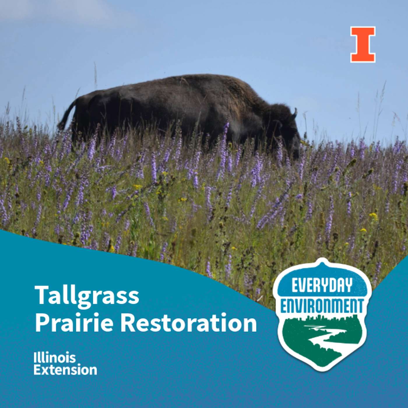 What role do bison play in restoring Illinois prairies?
