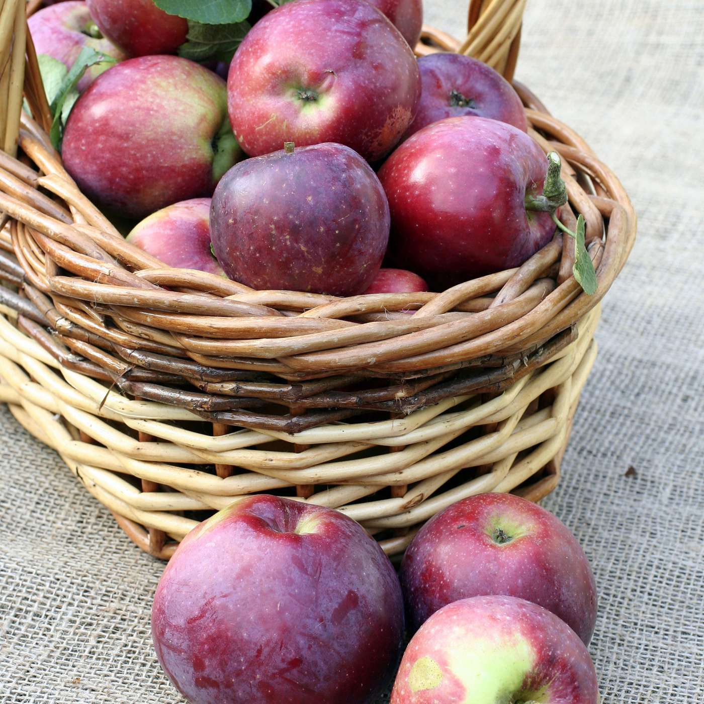 Orchard People