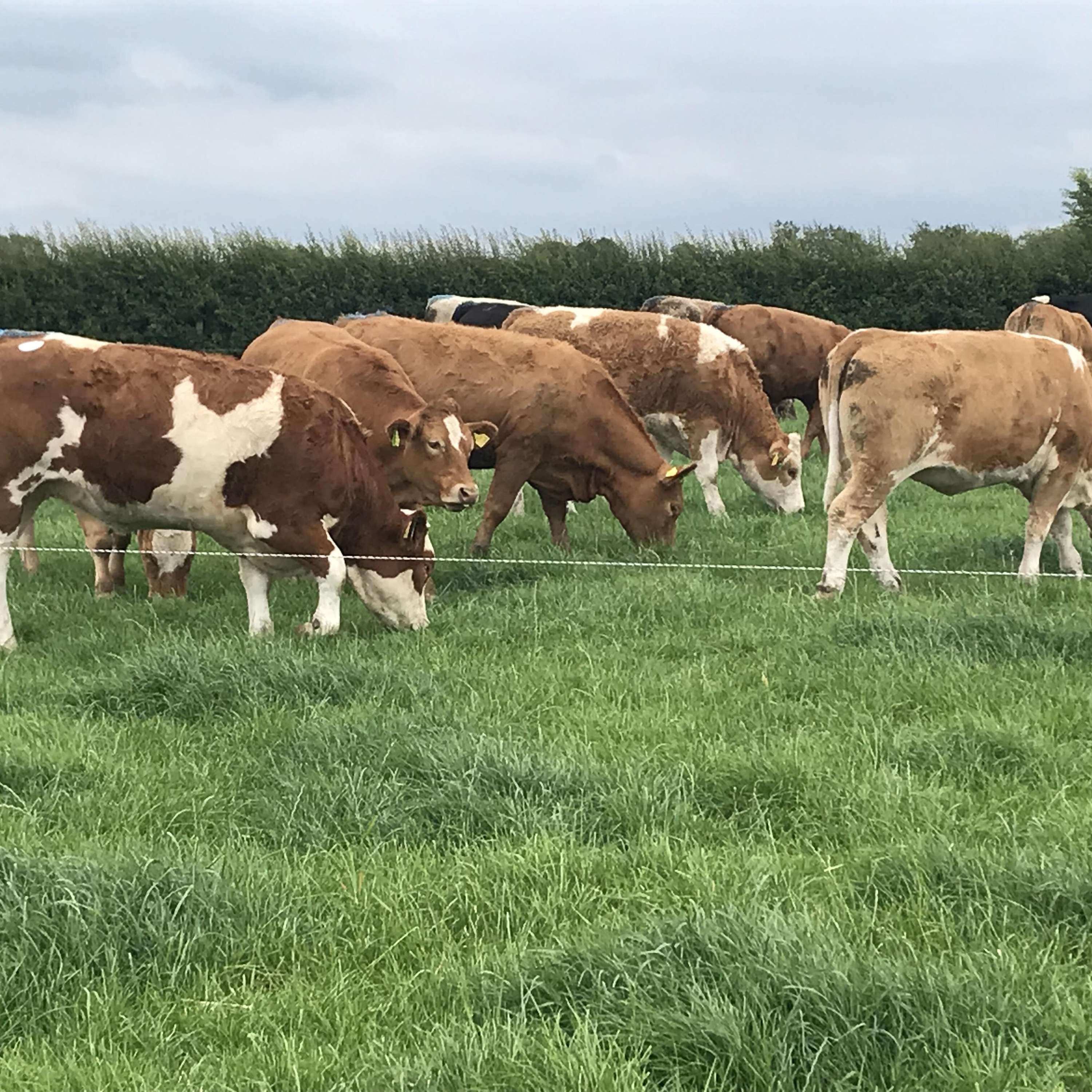 An Update on the Maternal Herd in Teagasc Grange