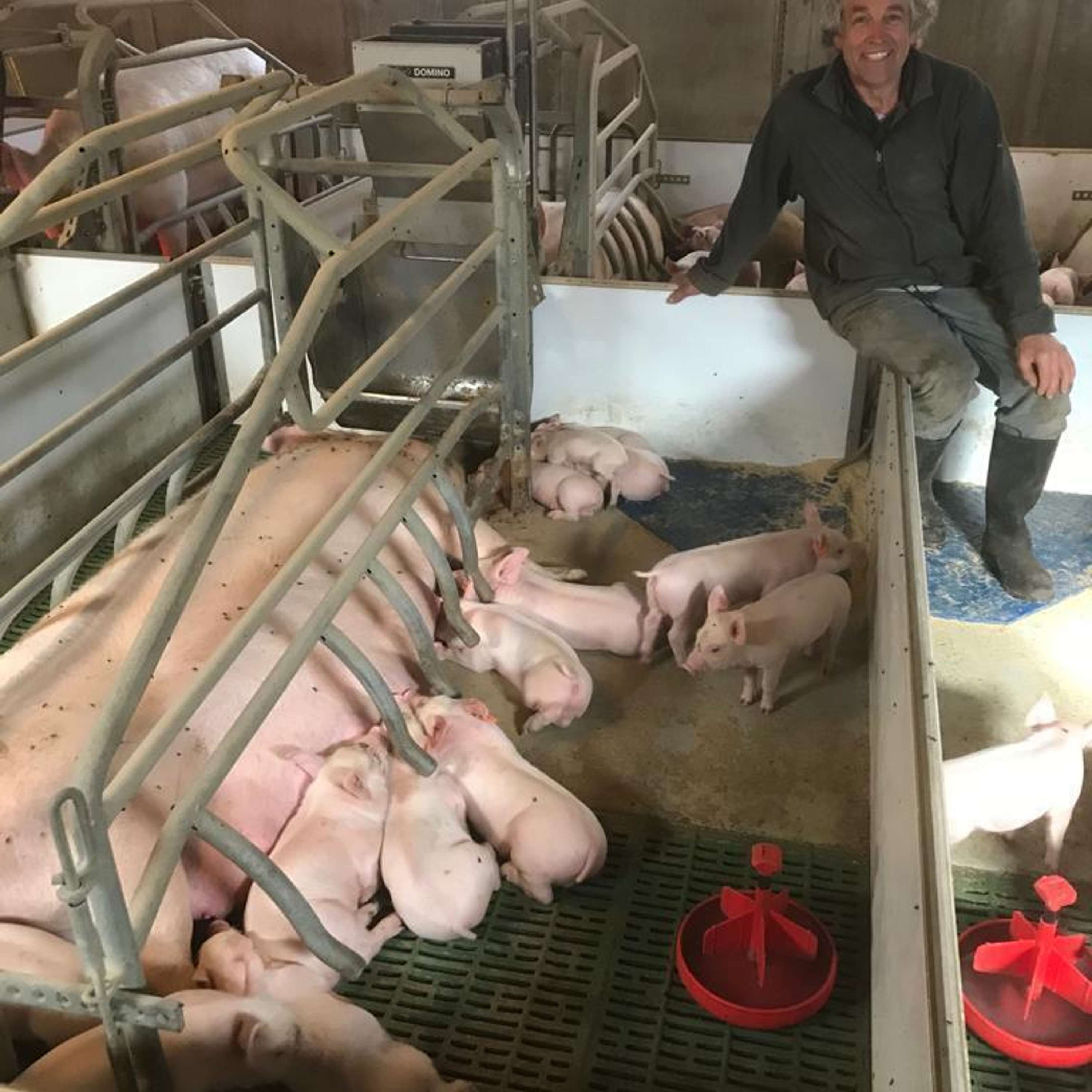 The Pig Edge