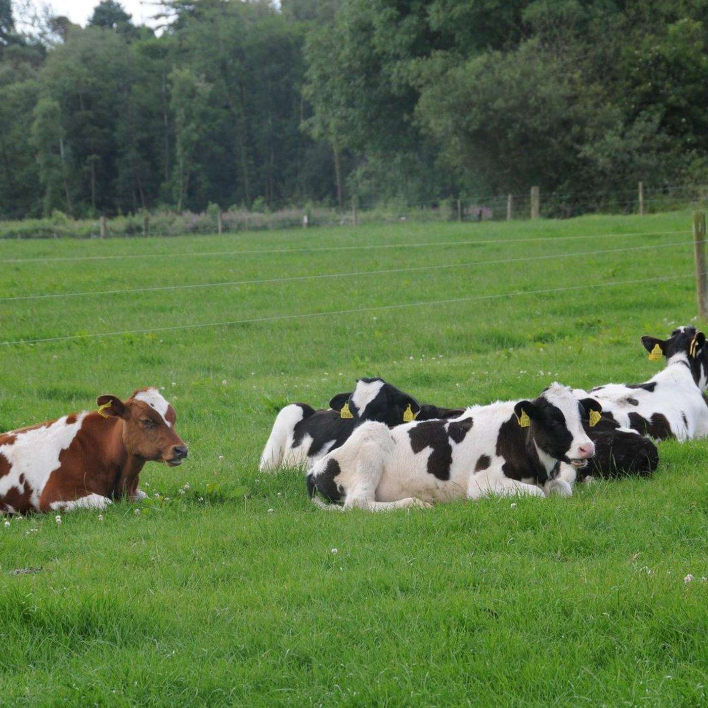 The Dairy Edge
