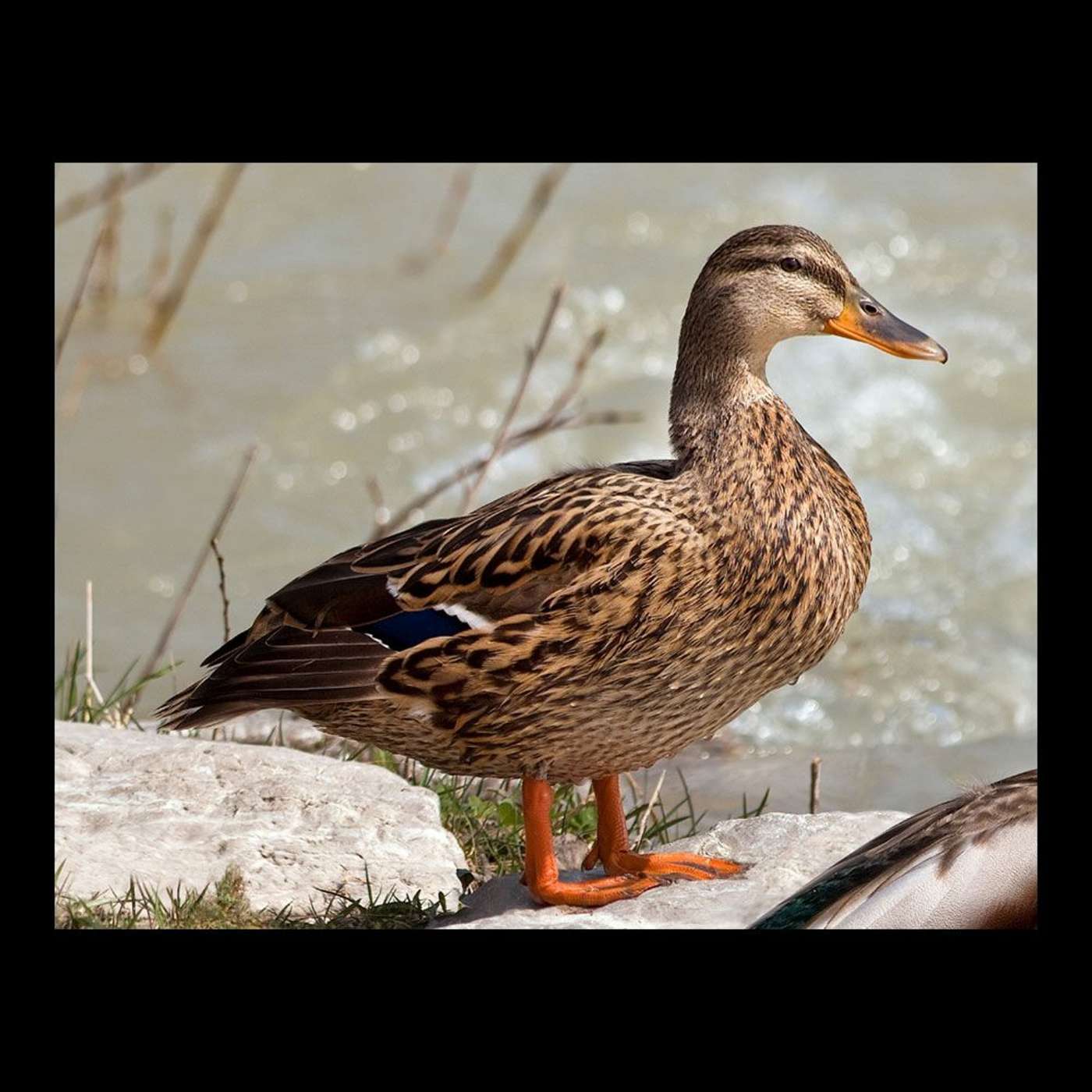 Why did the duck go to the Canadian supreme court?