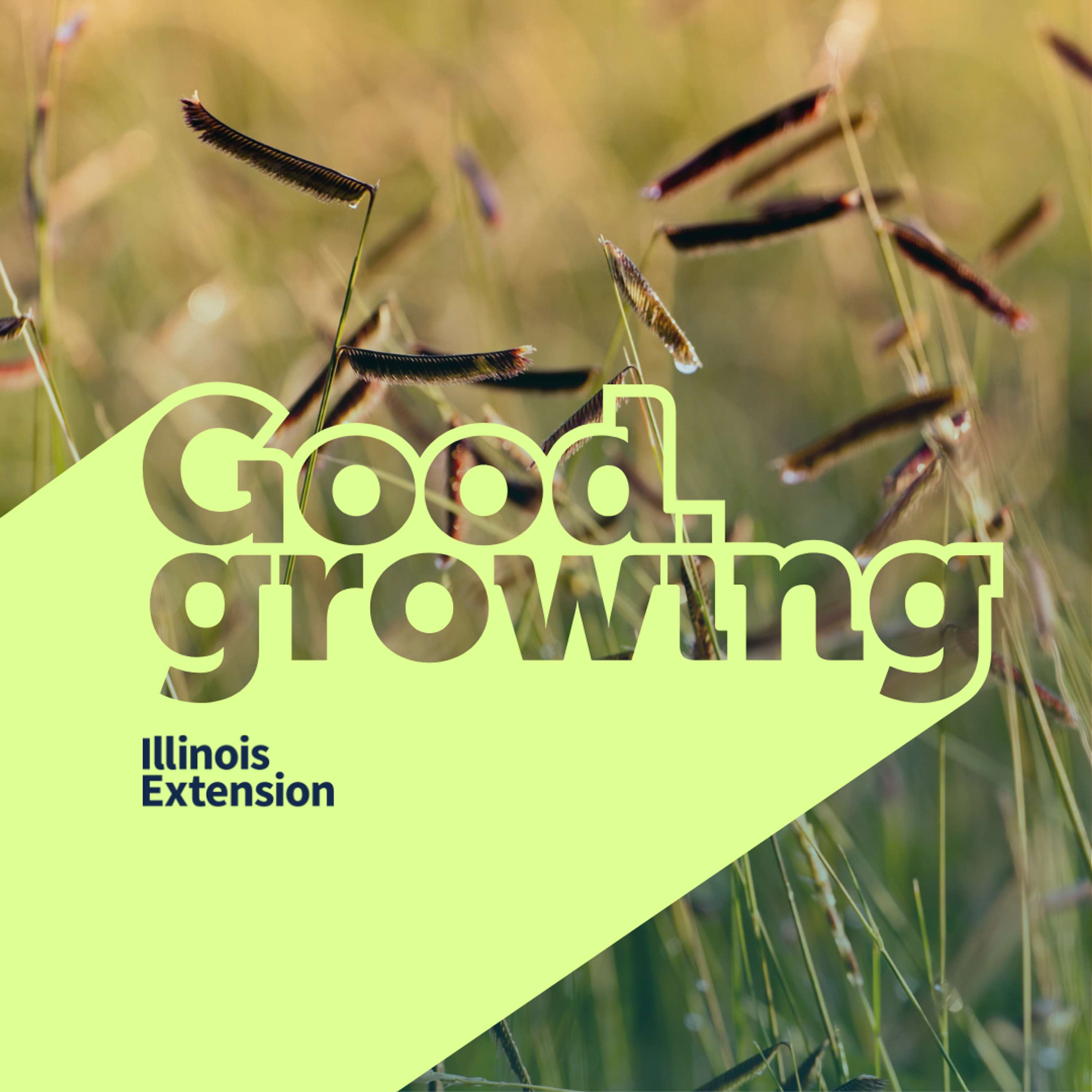 Ep. 176 Native Grasses in the Prairie and Your Yard | #GoodGrowing