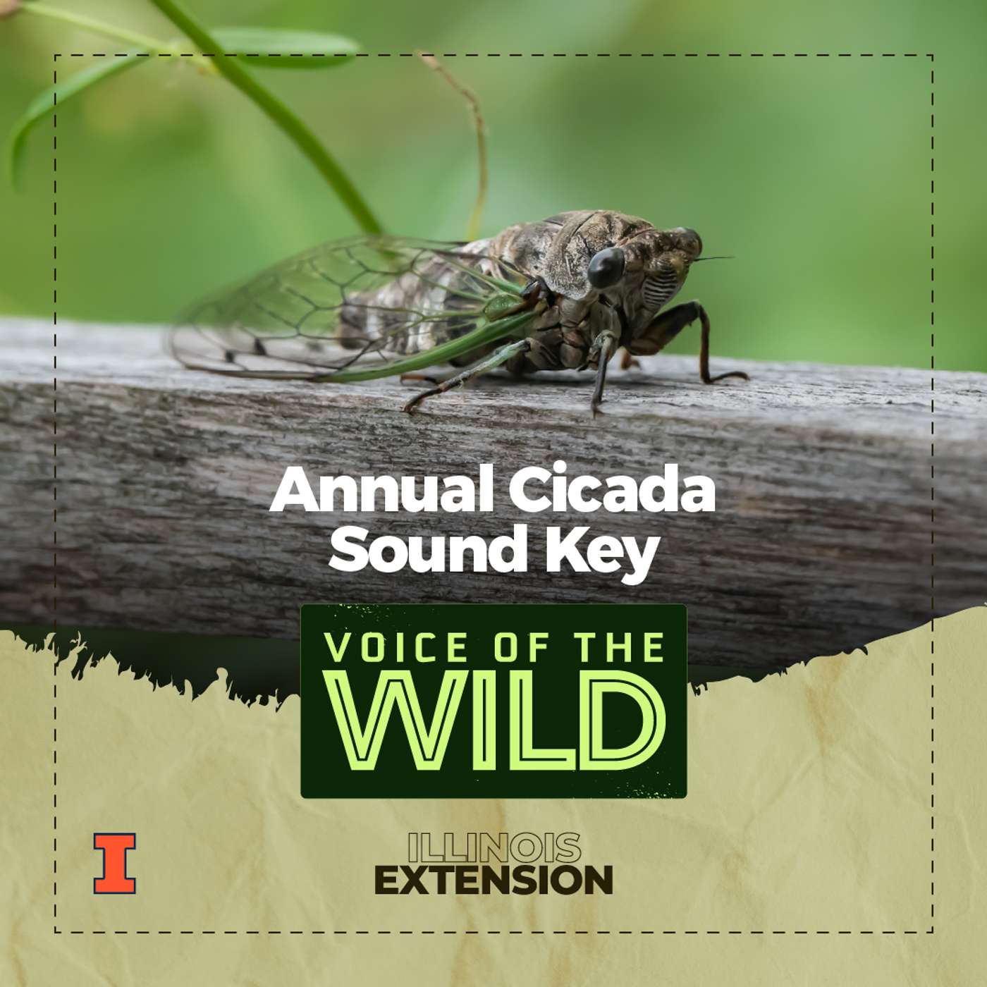 Voice of the Wild
