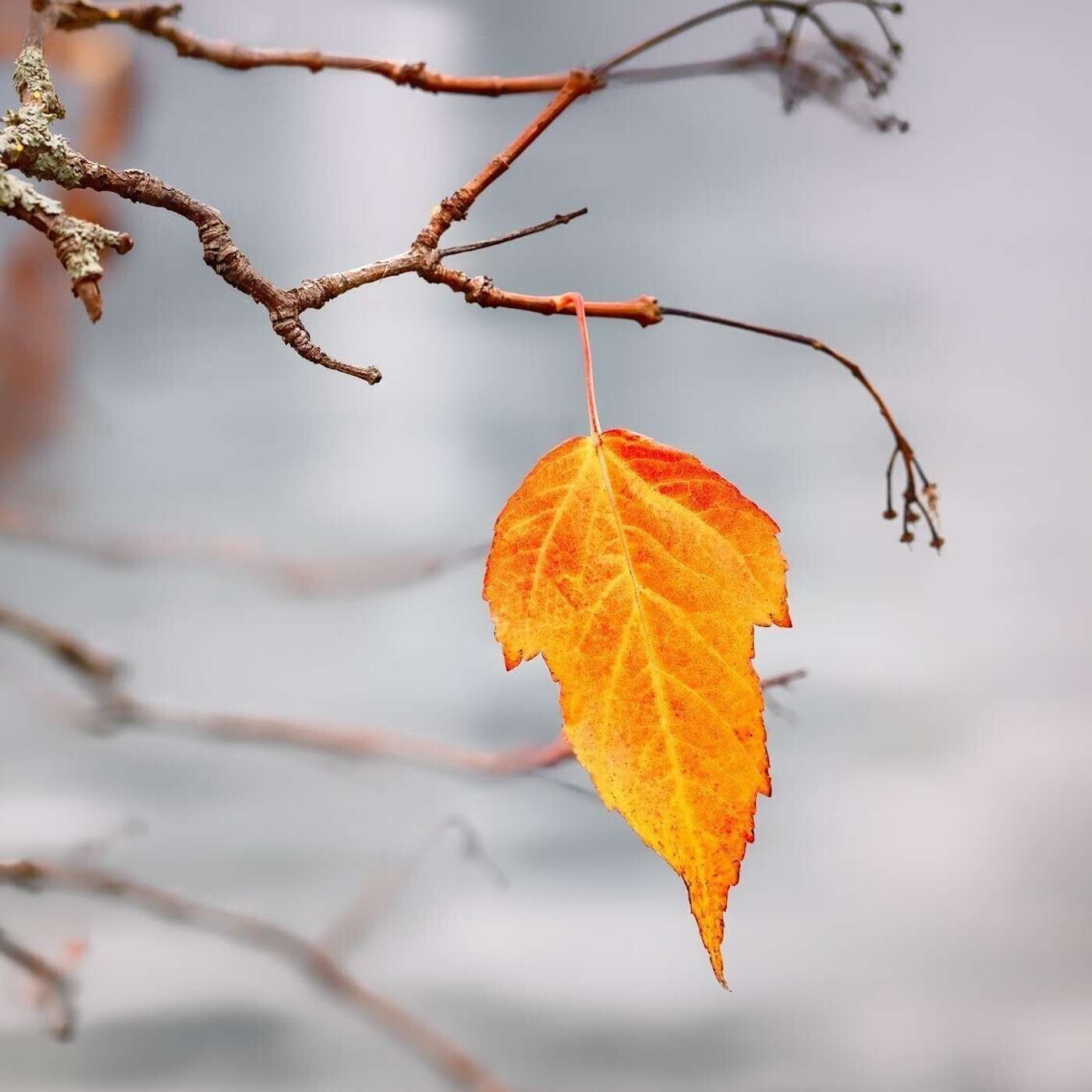 THE LAST LEAF by O. Henry THE LAST LEAF by O. Henry