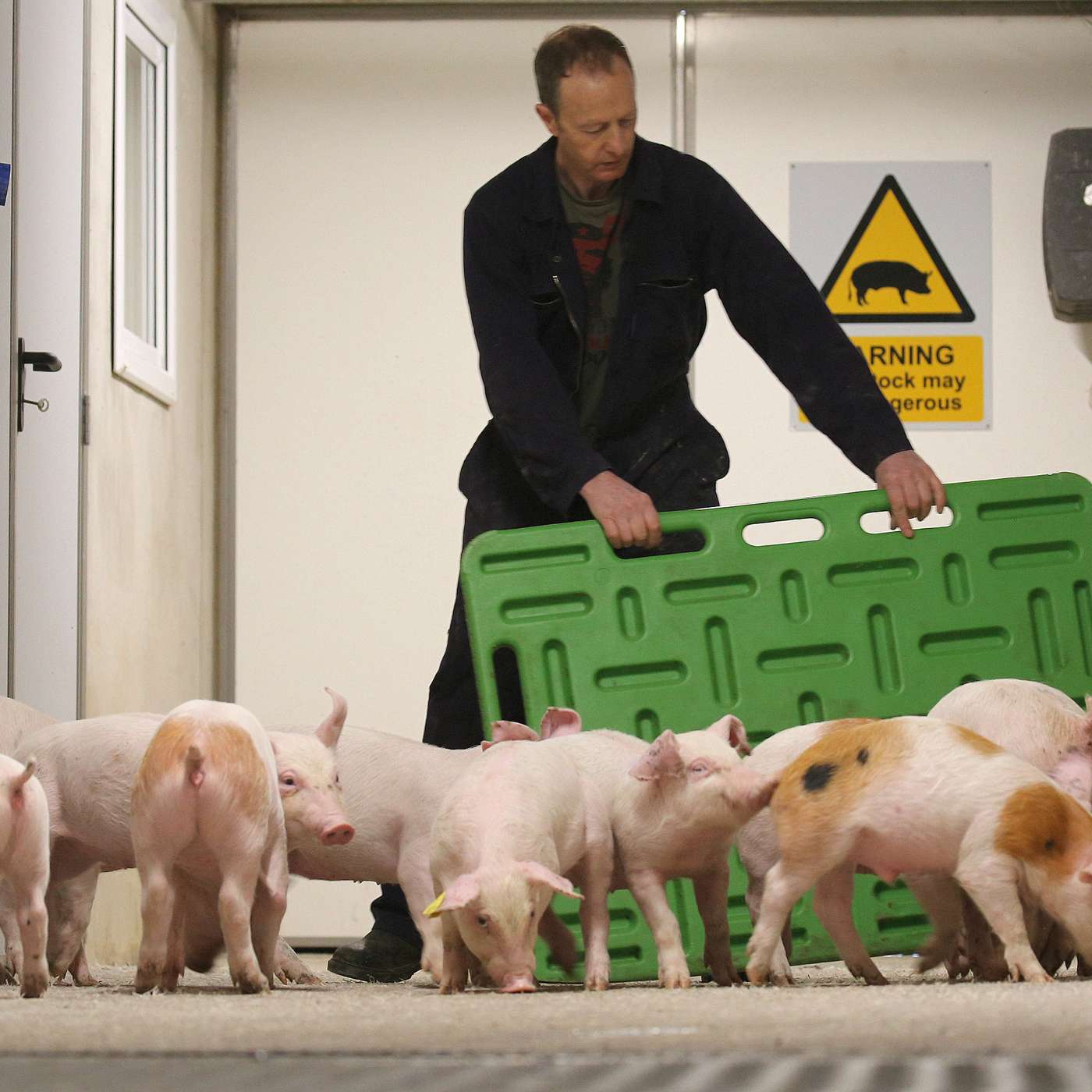 How to achieve quality weaned pigs