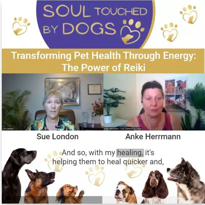 Sue London - Transforming Pet Health Through Energy: The Power of Reiki