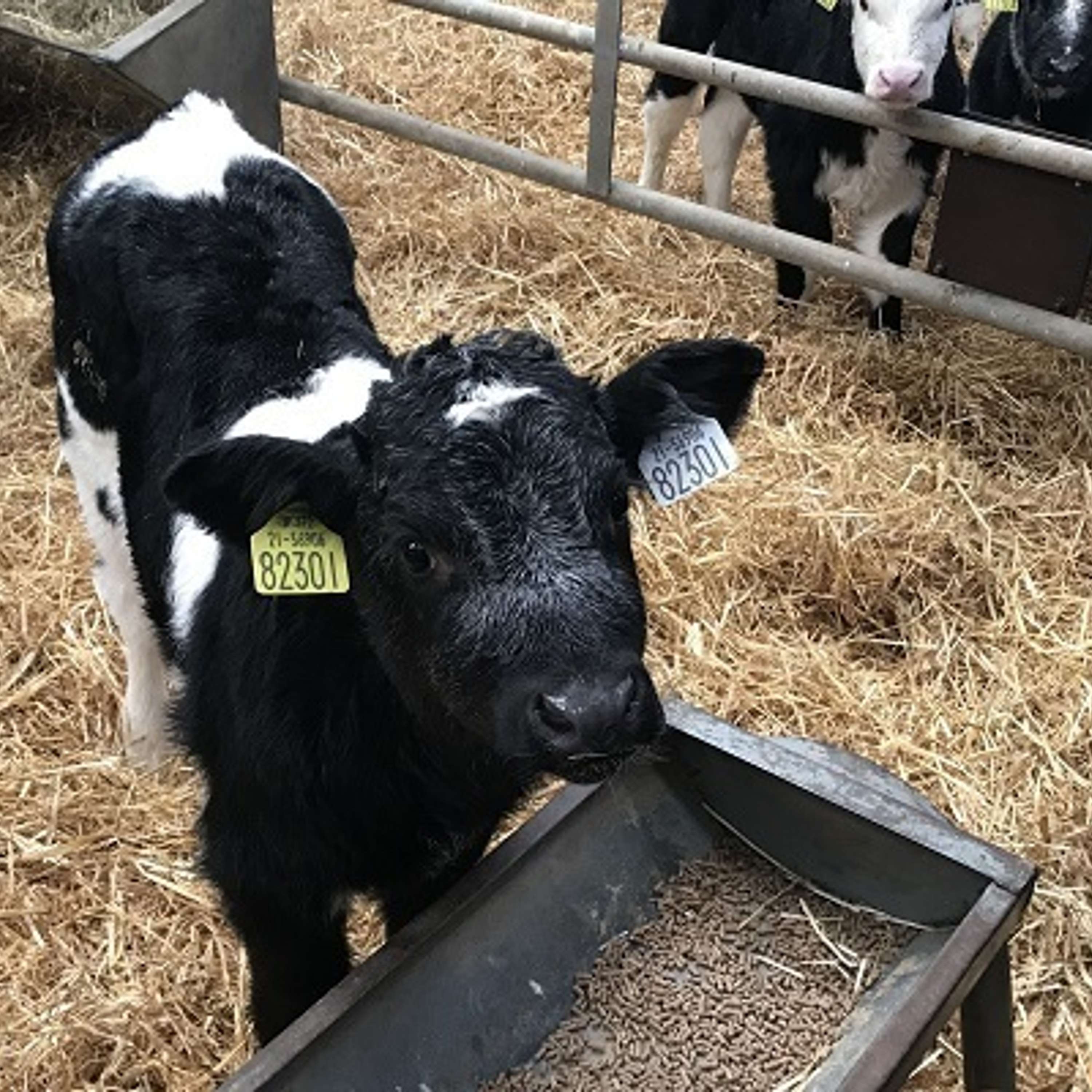 The key points for sourcing, rearing and weaning calves