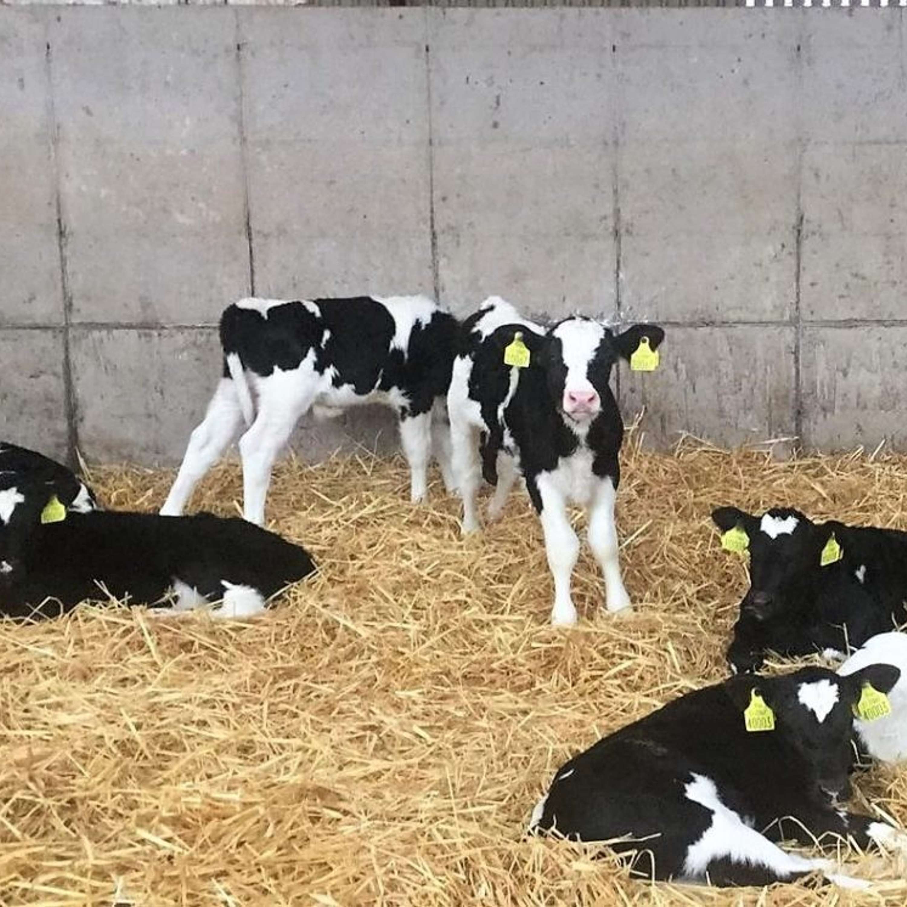 Key advice for sourcing dairy beef calves this spring