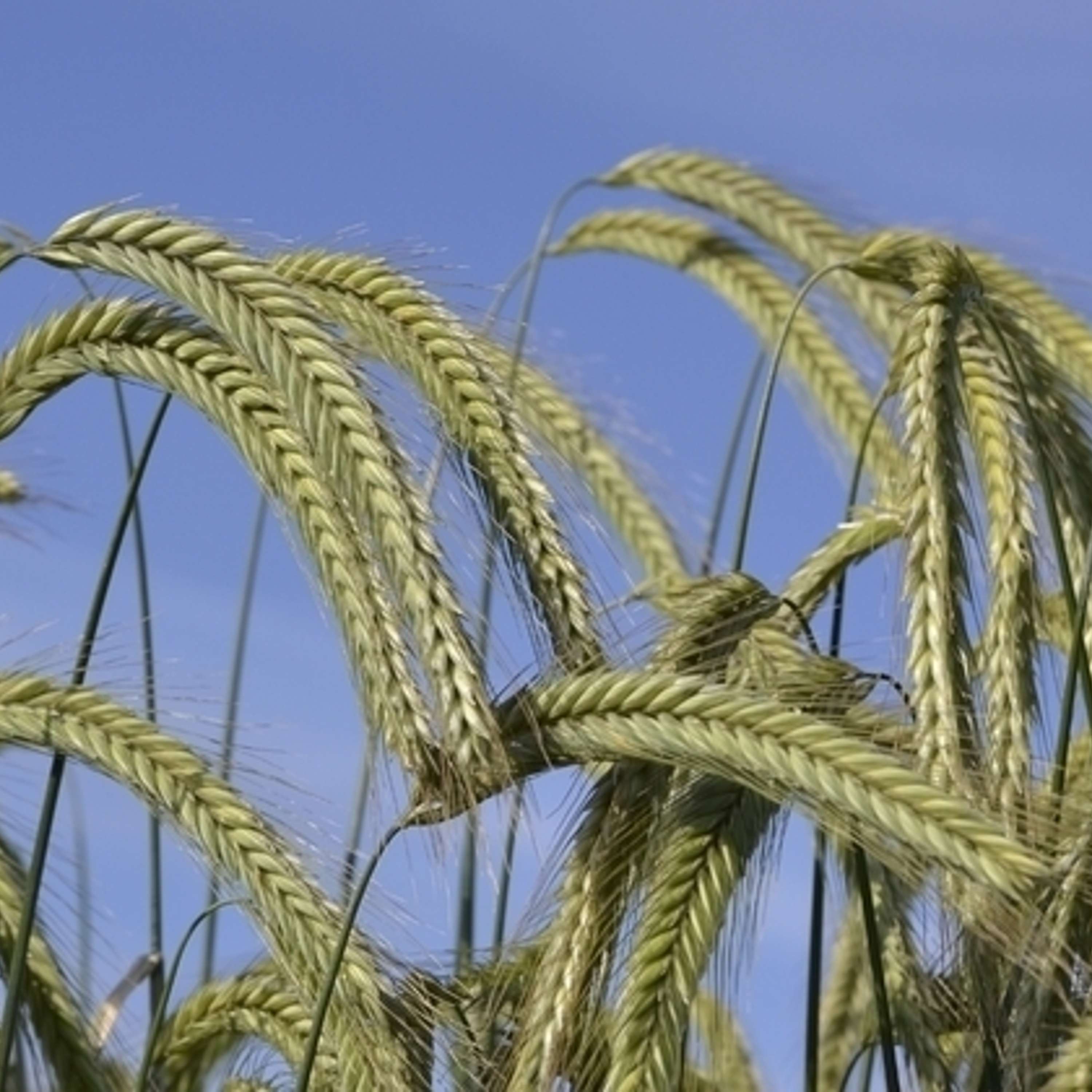 The Tillage Edge