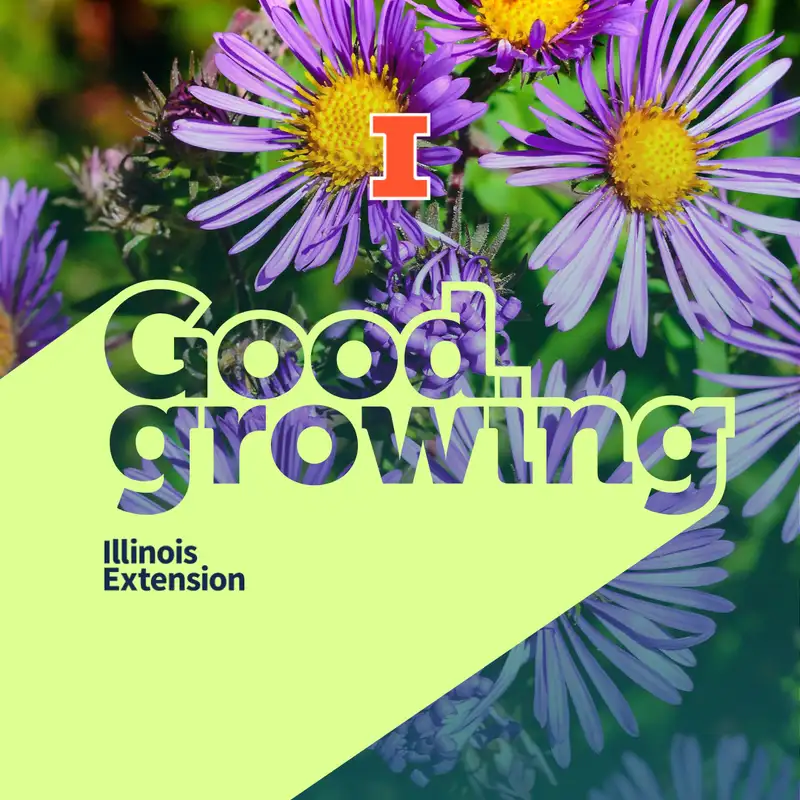 Ep. 147 More than just mums: Fall blooming plants for the garden | #GoodGrowing