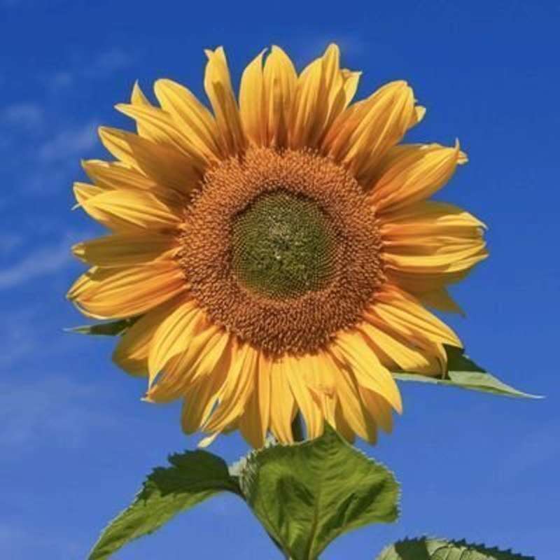 Pierce Press 🇺🇦 🌻 📚🚣‍♀️ 👩‍🌾