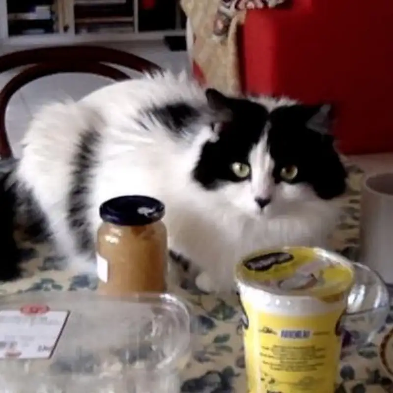 Una giornata col gatto Mazinga