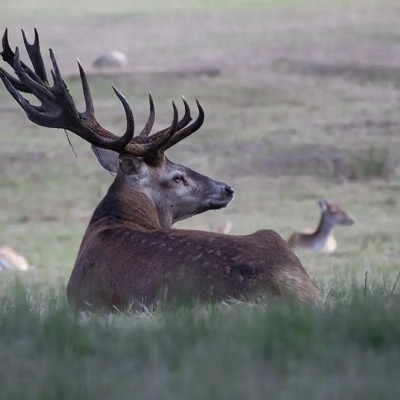 Eastern Elk