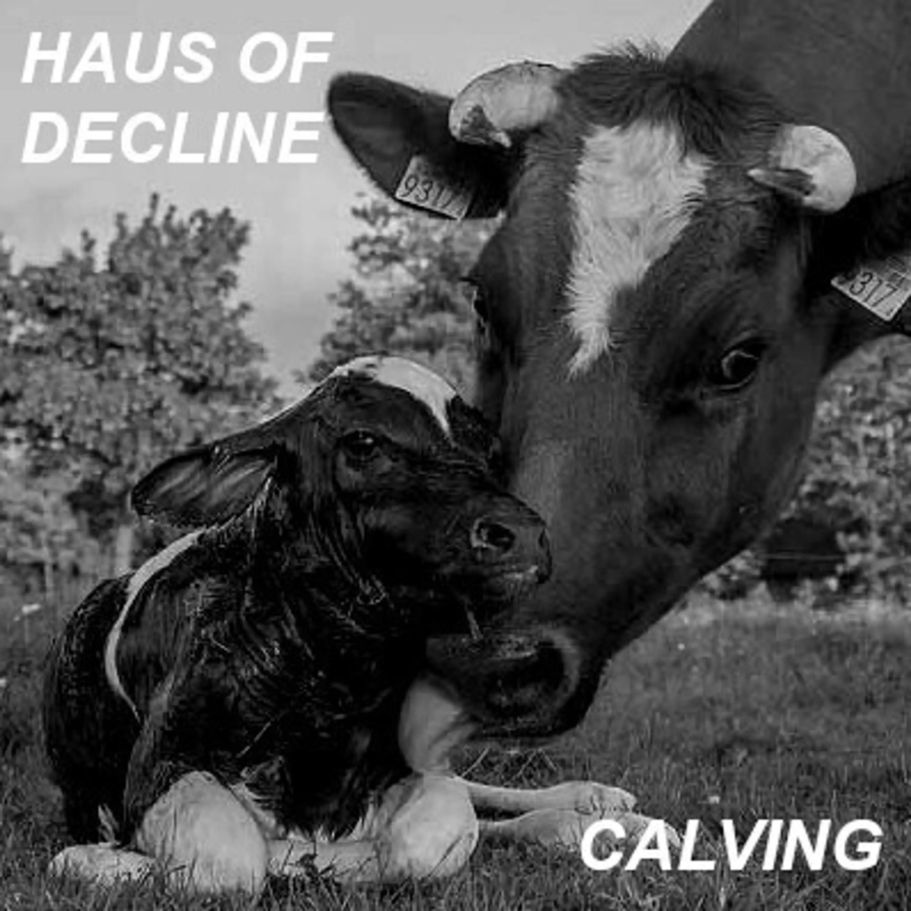 Calving