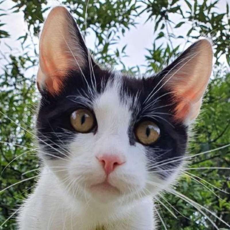 Matias 