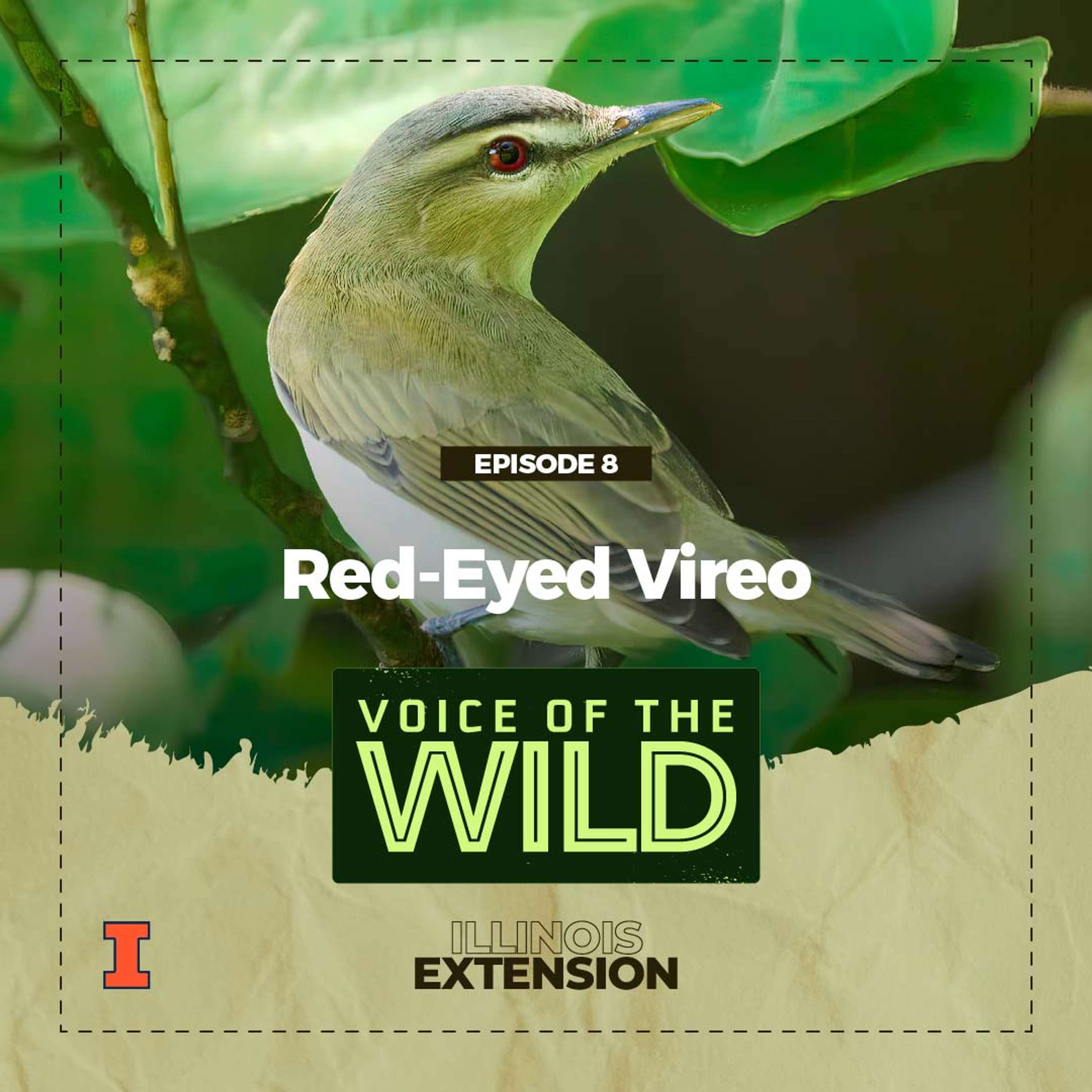 Voice of the Wild