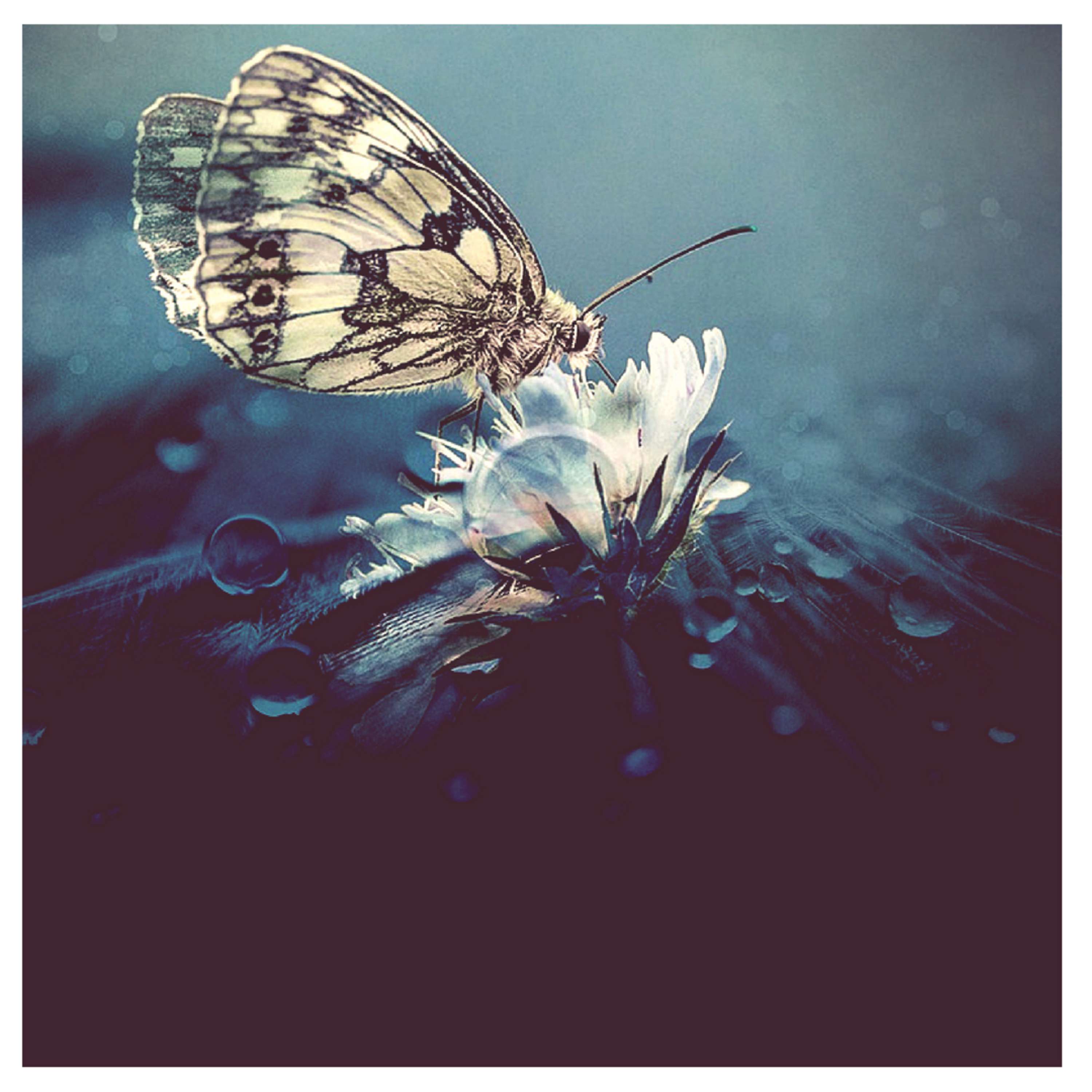 El Jardín de las Mariposas