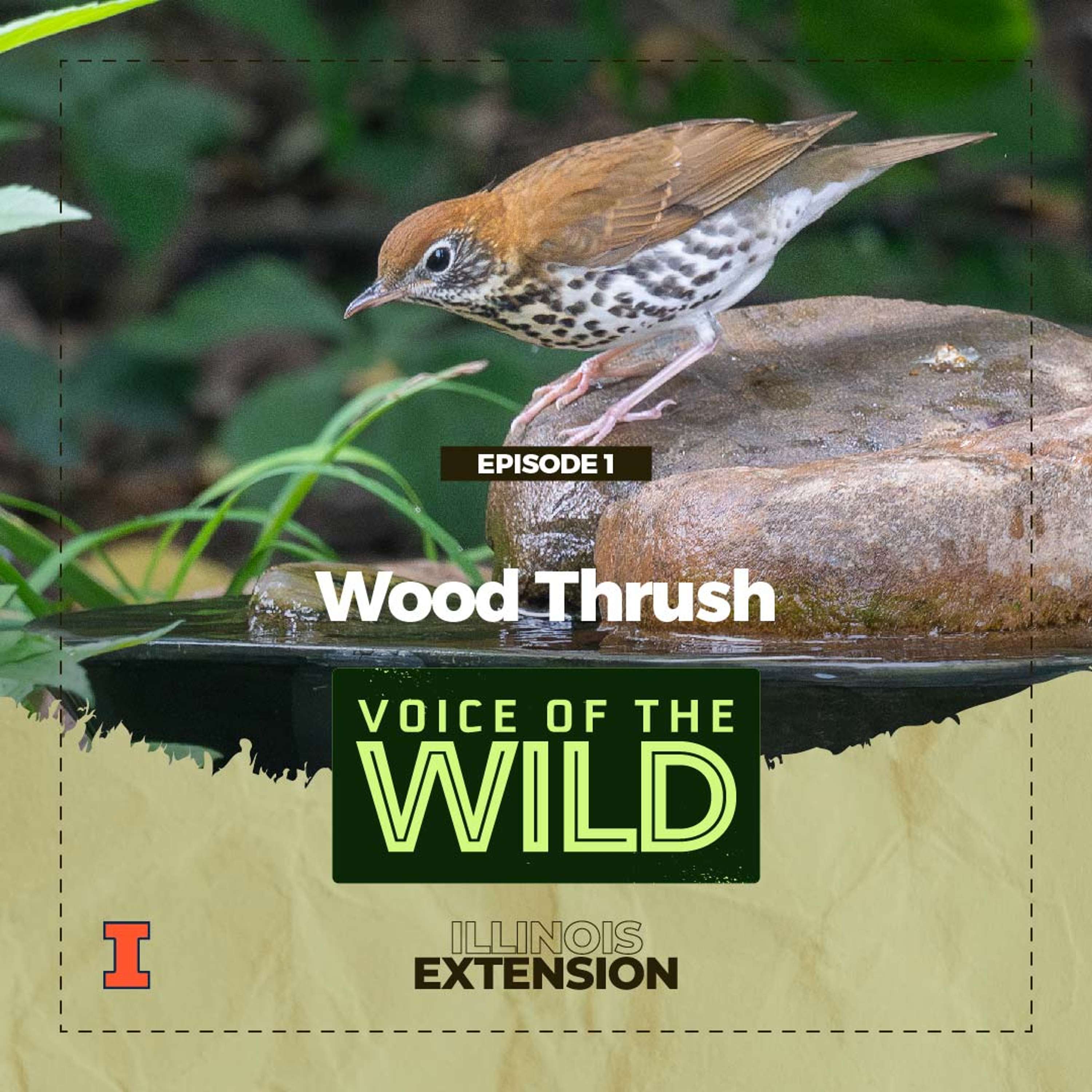 Voice of the Wild