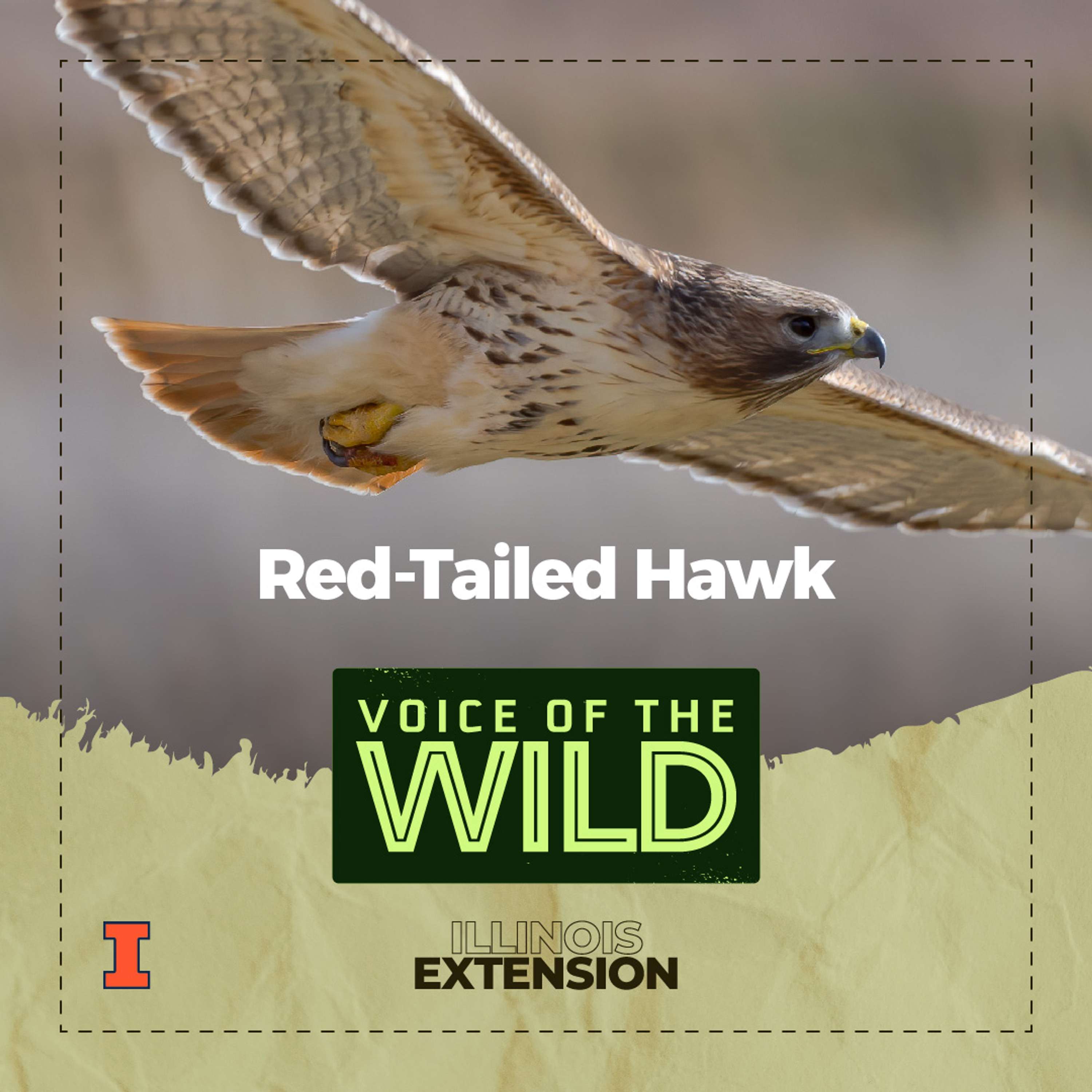 Voice of the Wild