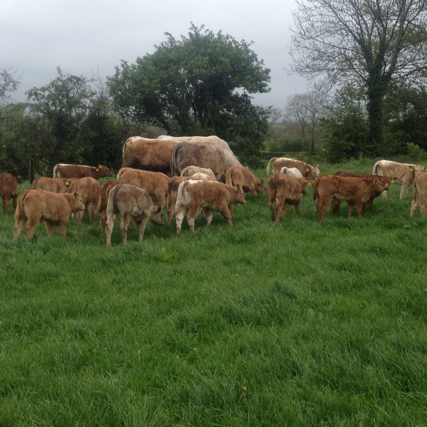 The Long Established Young Farmer scheme & update on scheme deadlines