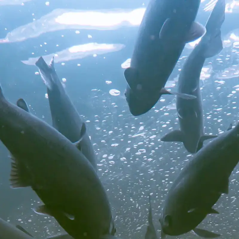 The hopes and fears for salmon fishing in Scotland