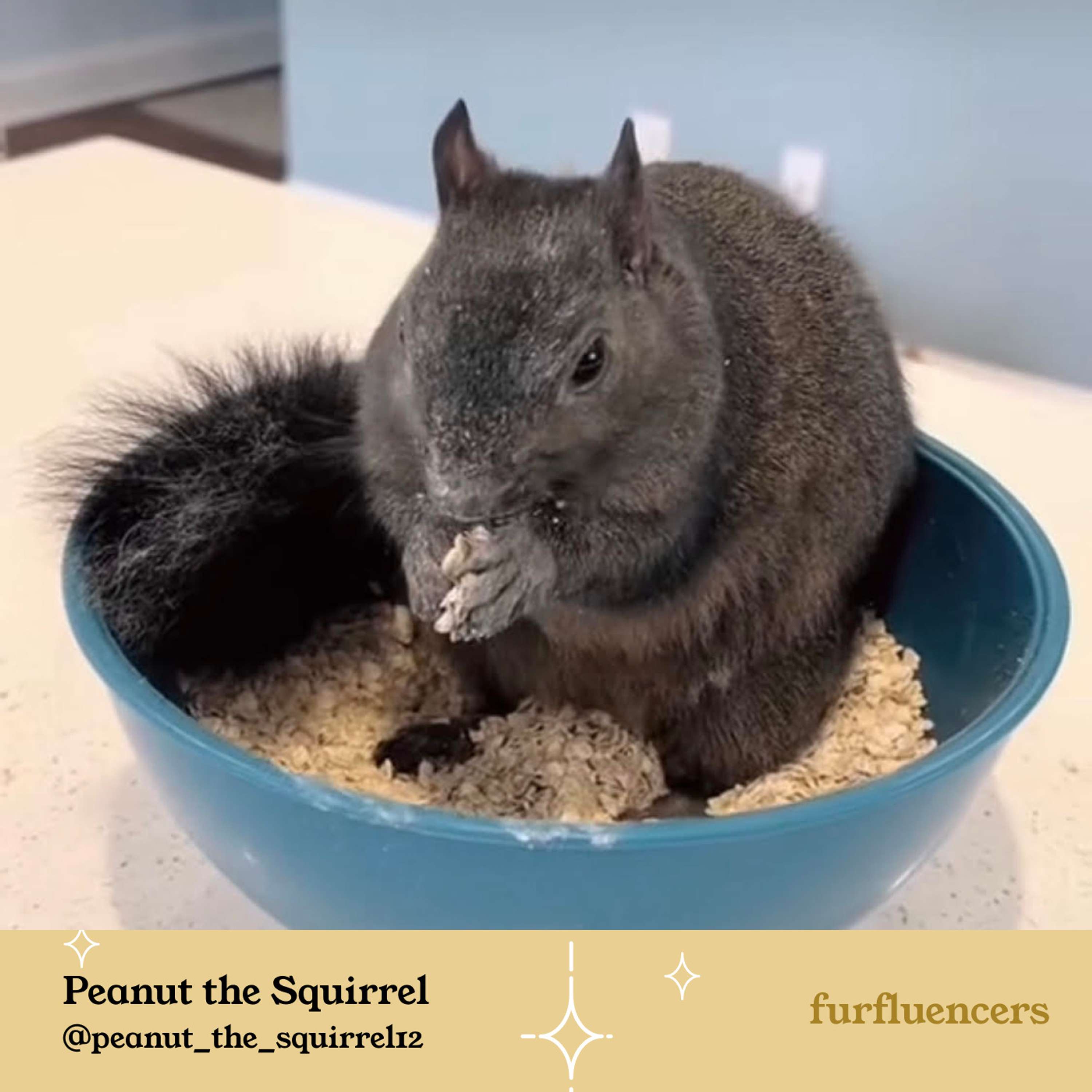 Furfluencers