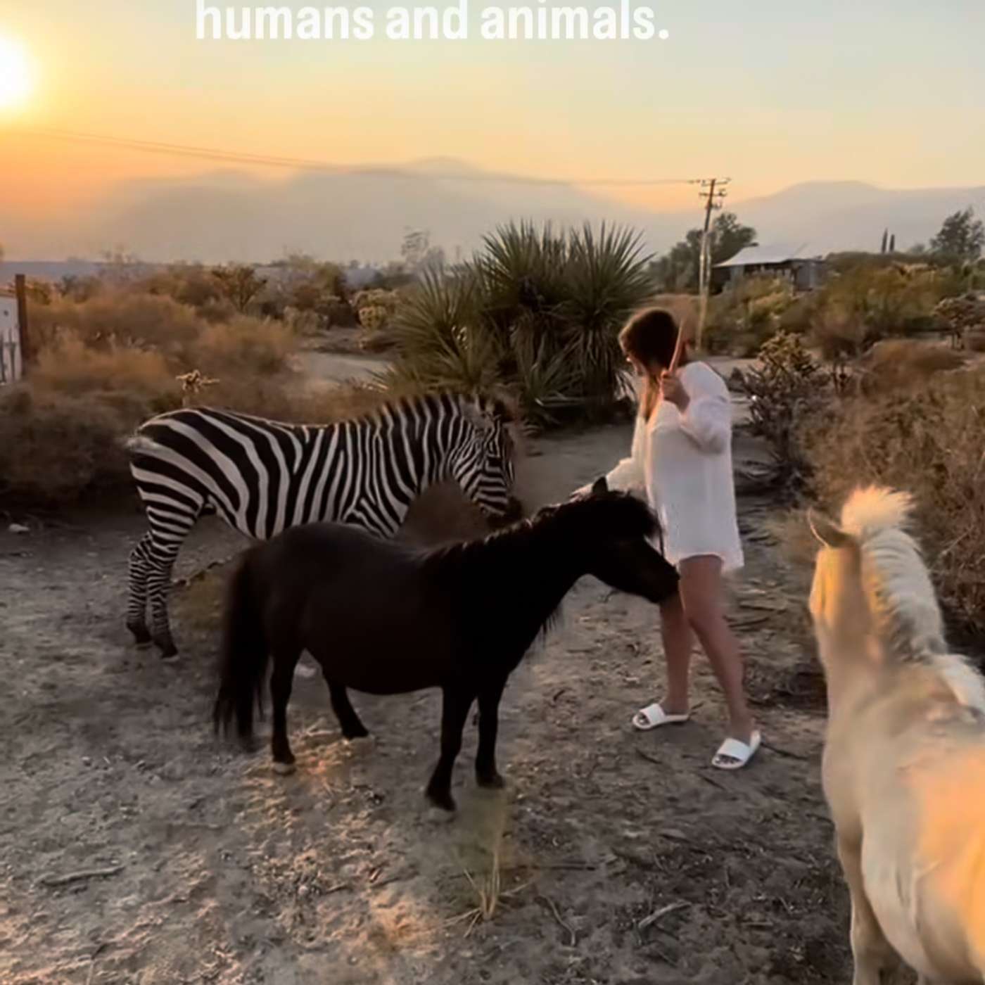 Second Chances in the Desert: The Kaleidoscope Sanctuary Story