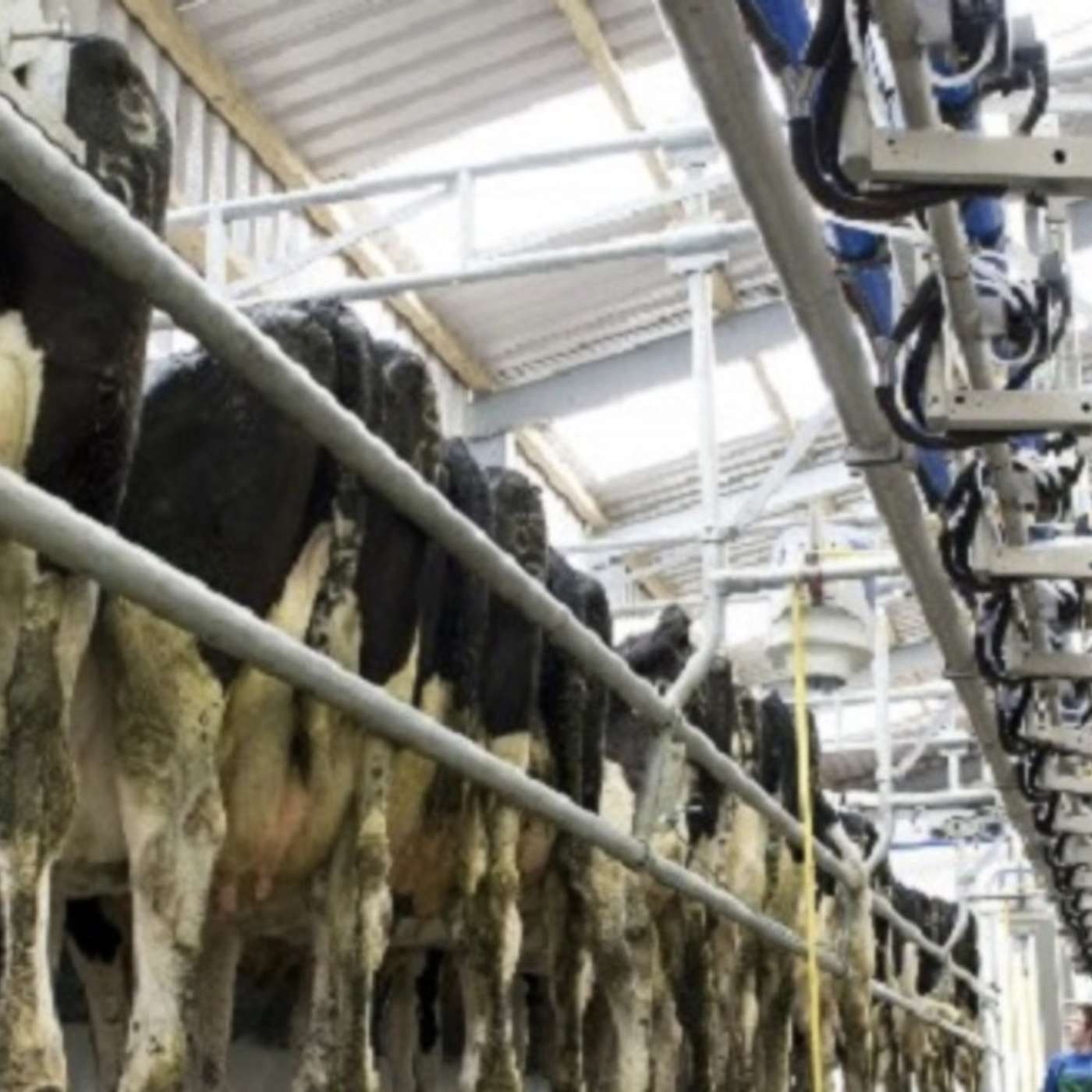 The Dairy Edge