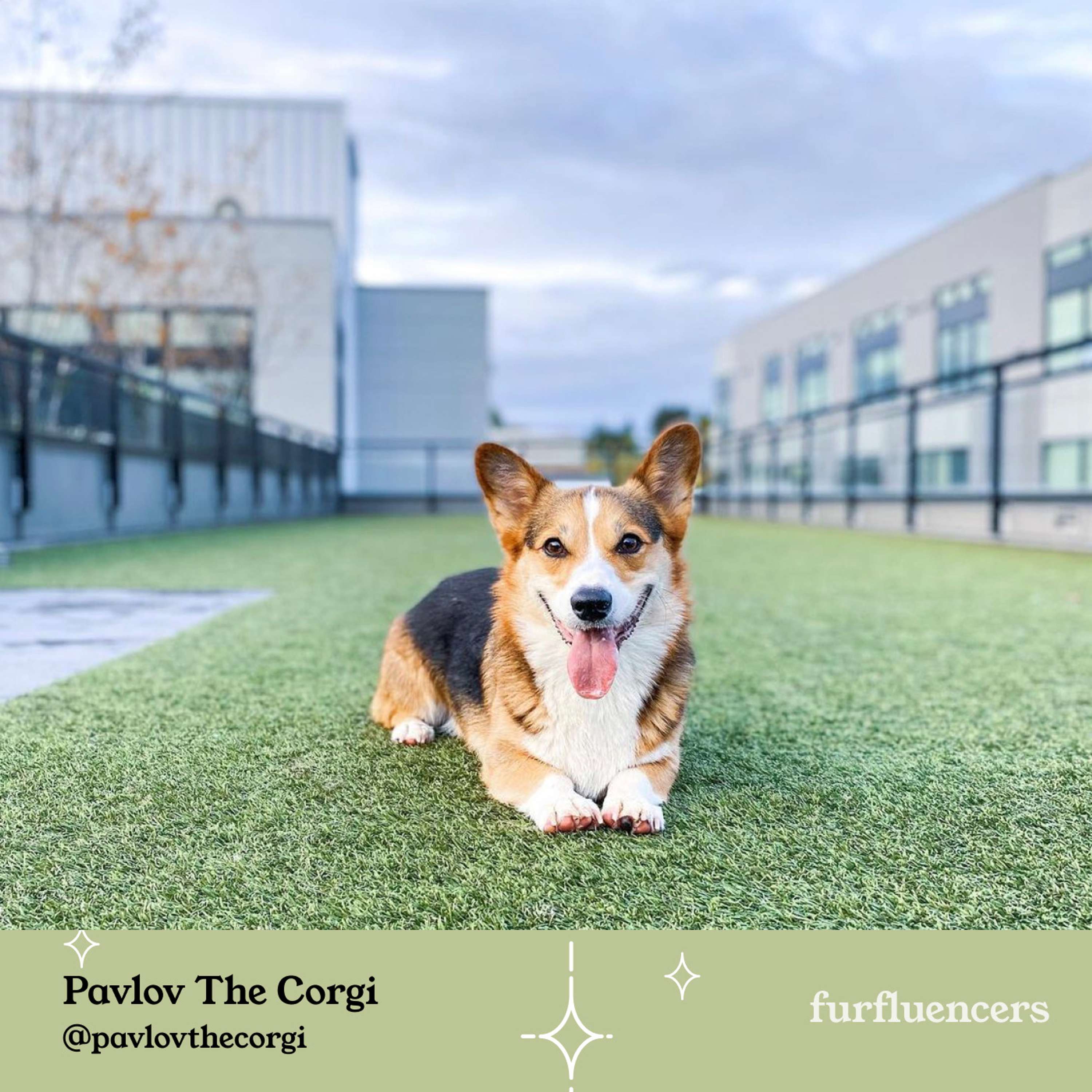 Furfluencers