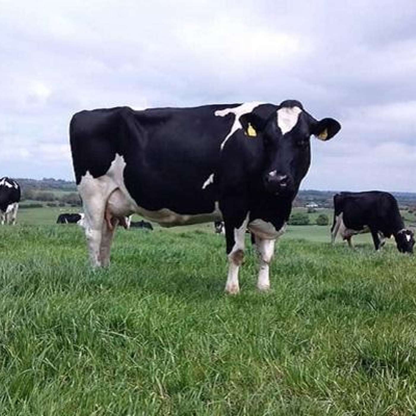 The Dairy Edge