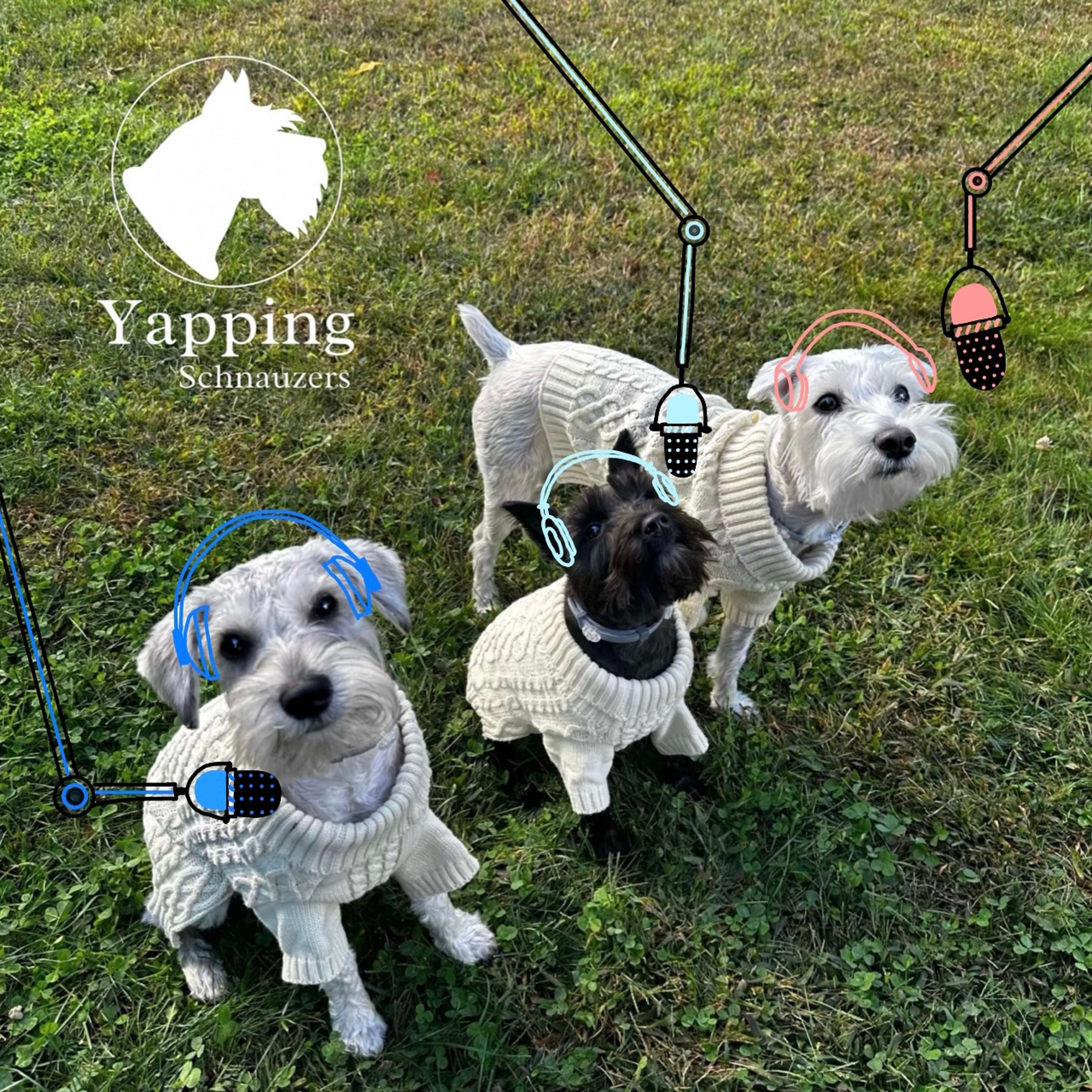 Yapping Schnauzers