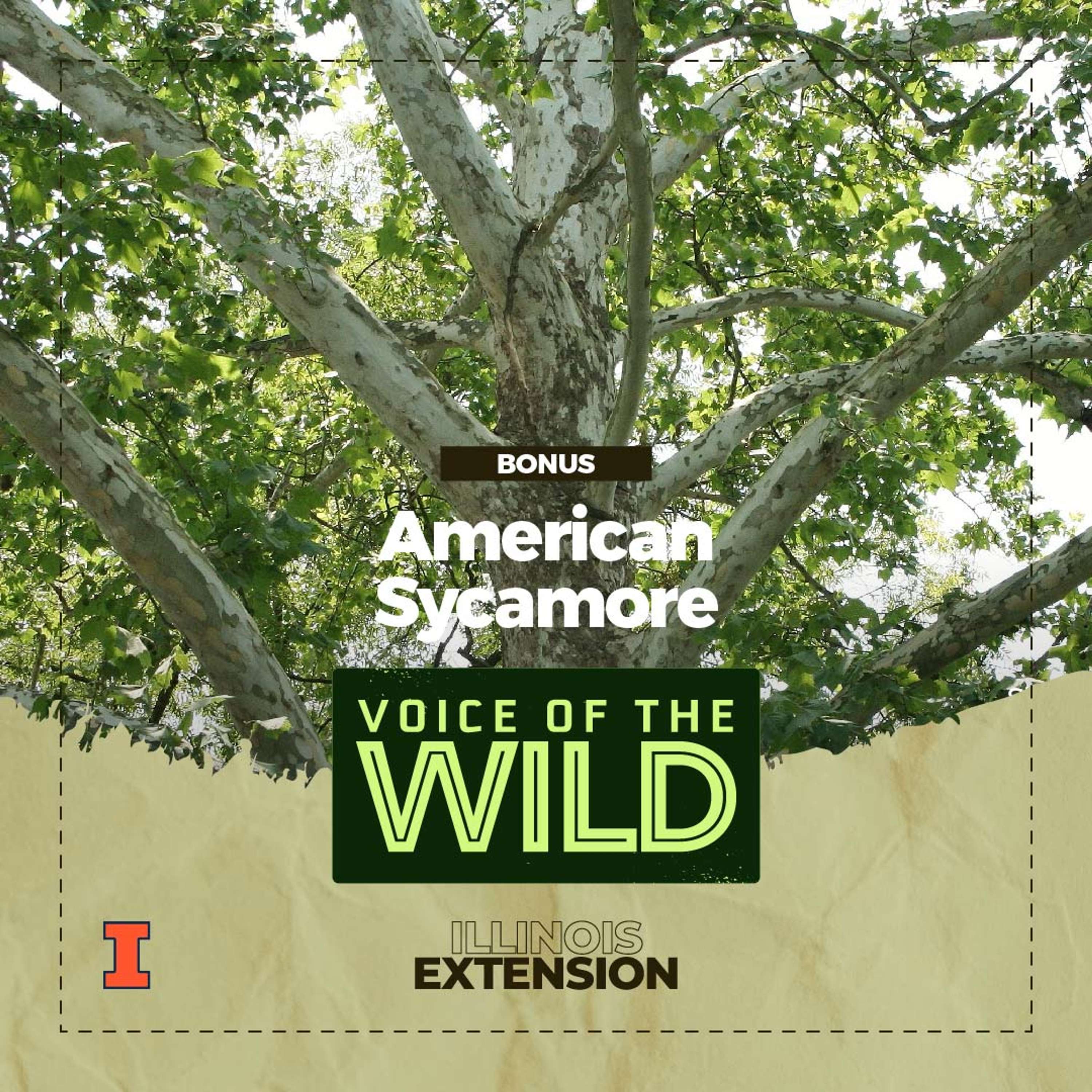 Voice of the Wild