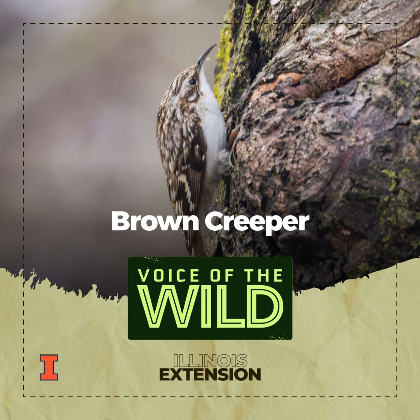 Episode 77: Brown Creeper – Voice of the Wild Episode 77: Brown Creeper – Voice of the Wild