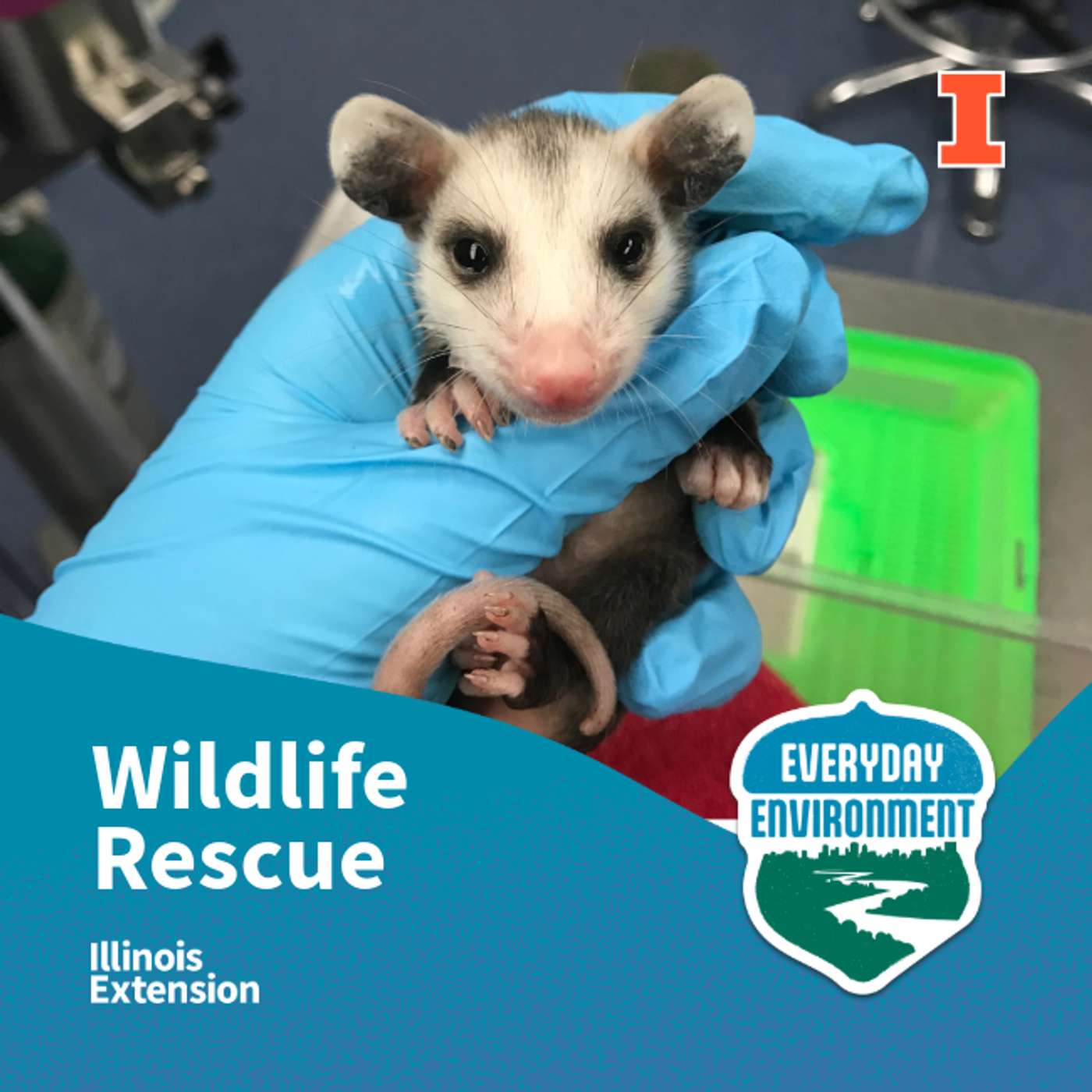 Wildlife in trouble: when to step in and when to step back