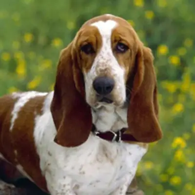 image of podcast supporter