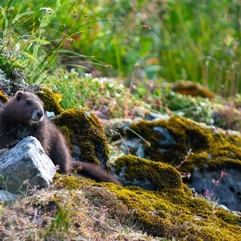Baby boom! Vancouver Island marmots break records for 2024