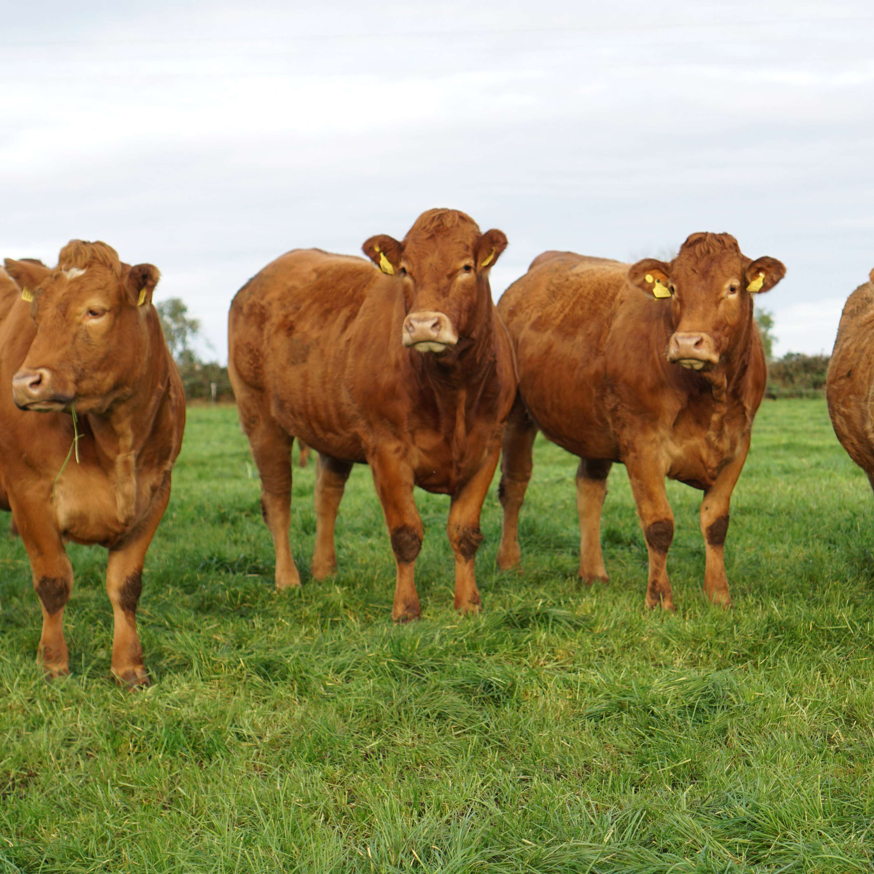 Grass10 Drystock runner up, Michael Cunniffe, explains his system