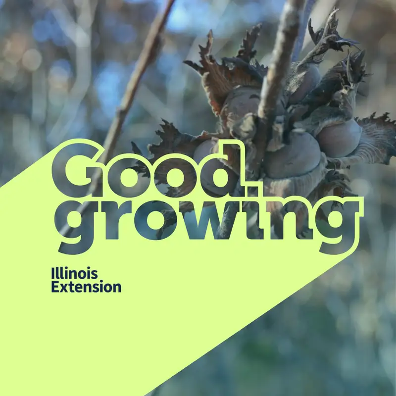 Ep. 185 Growing Hazelnuts in Illinois | #GoodGrowing