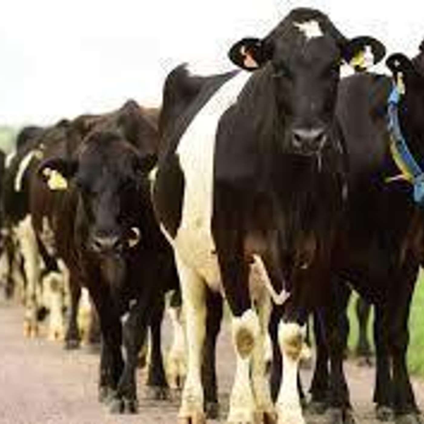 The Dairy Edge